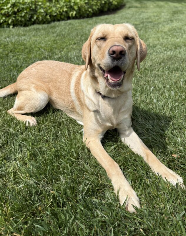 <p>Emiko takes a break from playing, laying in the grass with her eyes slightly squinted in the sunshine. Her mouth is open in a relaxed smile.</p>