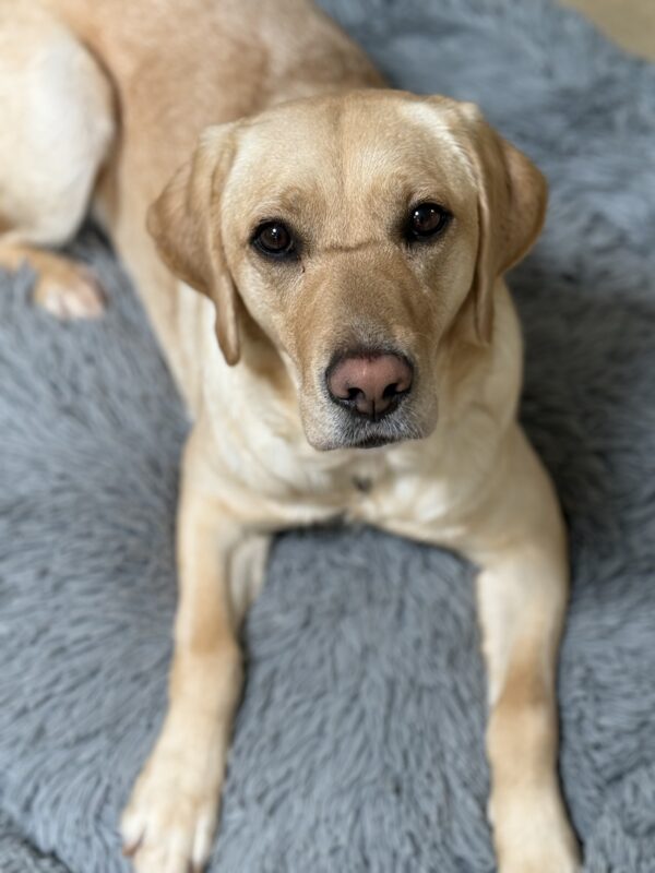 <p>Emiko works on her bed-stay, eager looking up at the camera, awaiting her treat.</p>