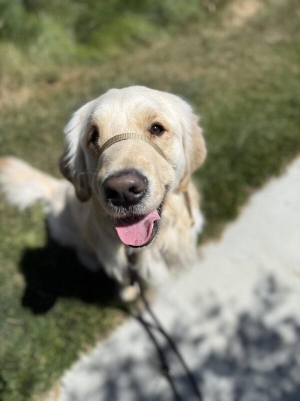 <p>Mills take a break while on a walk in sunshine. He is sitting in the grass, looking up at the camera with his tongue out in a relaxed smile.</p>