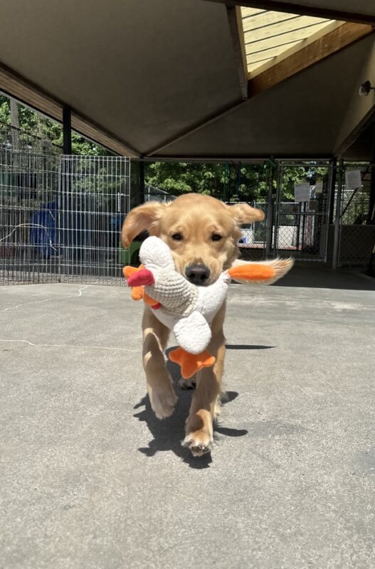 Female lab/golden cross