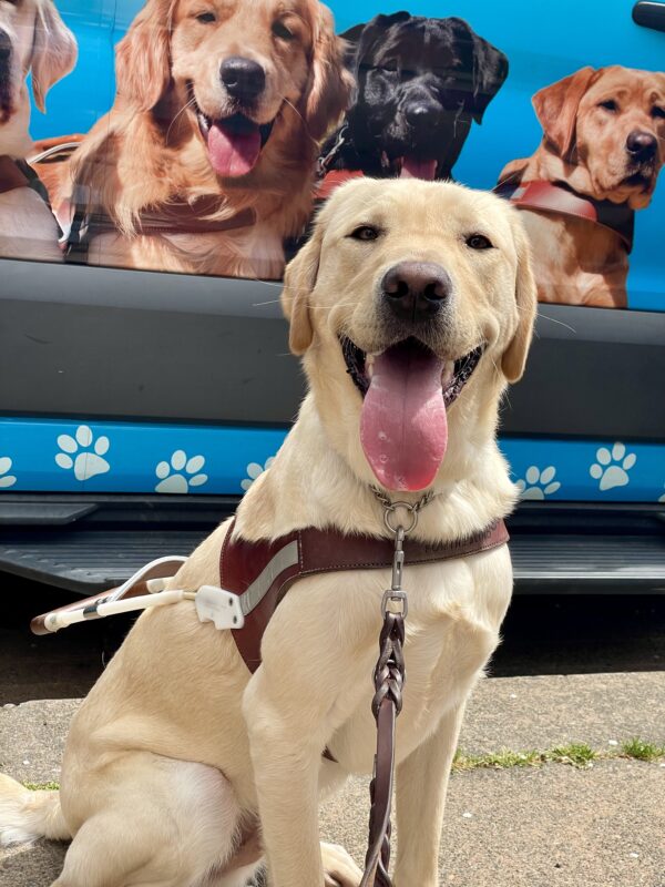 Arroyo poses in front of a blue training van. He is sitting in harness with his tongue out while looking directly at the camera in a similar pose to the images of the guide dogs on the training van behind him.