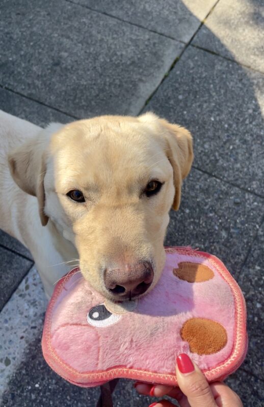 Arroyo holds a pink, pig-shaped squeaky toy in his mouth and is looking up at the camera. His trainer holds the other end of the toy in a game of tug.
