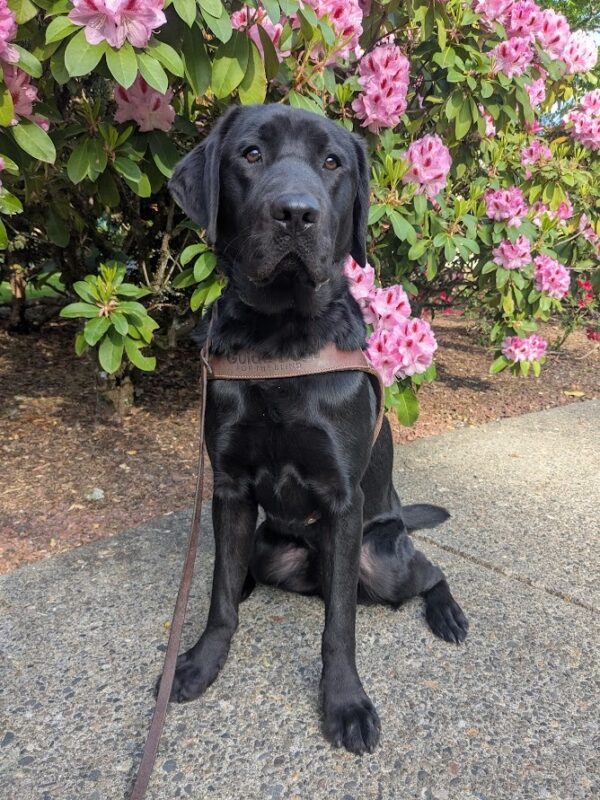 Baden sits in front of a rhododendron bush with light pink flowers. He is in his harness and is looking at the camera.