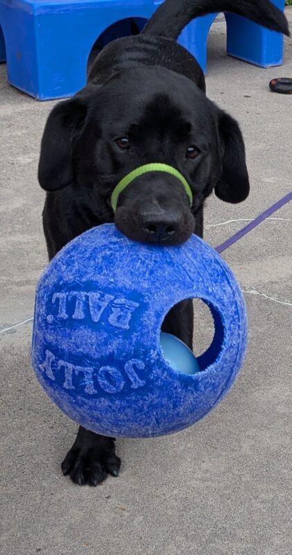 Baden is trotting towards the camera holding a blue jolly ball. A blue play structure can be seen behind him.