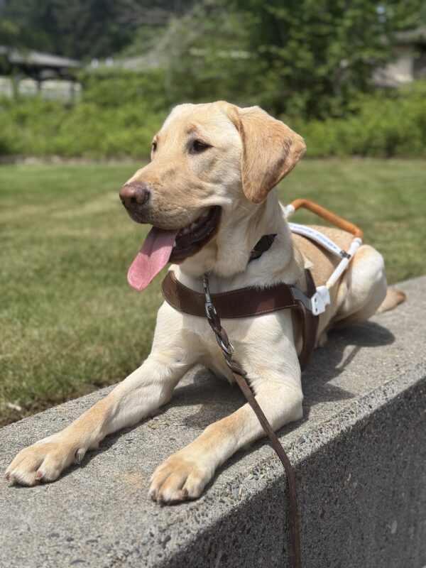 Bastian lying on a low cement wall on the Oregon campus. He is wearing a guide dog harness and looking off to the side with his tongue hanging out. In the background is a green lawn and trees.