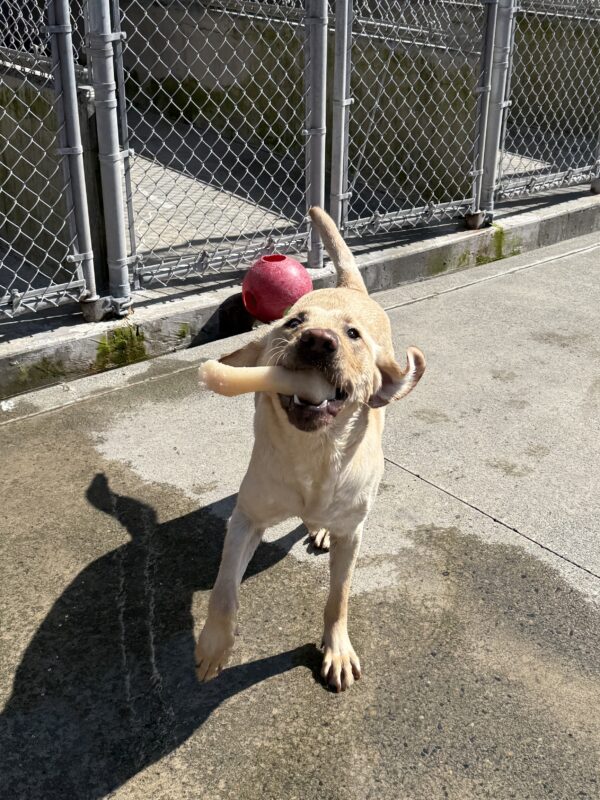Bastian playing in community run on the Oregon campus. He's facing the camera while holding a Nylabone in his mouth. His ears are flapping, giving him a silly, playful expression.