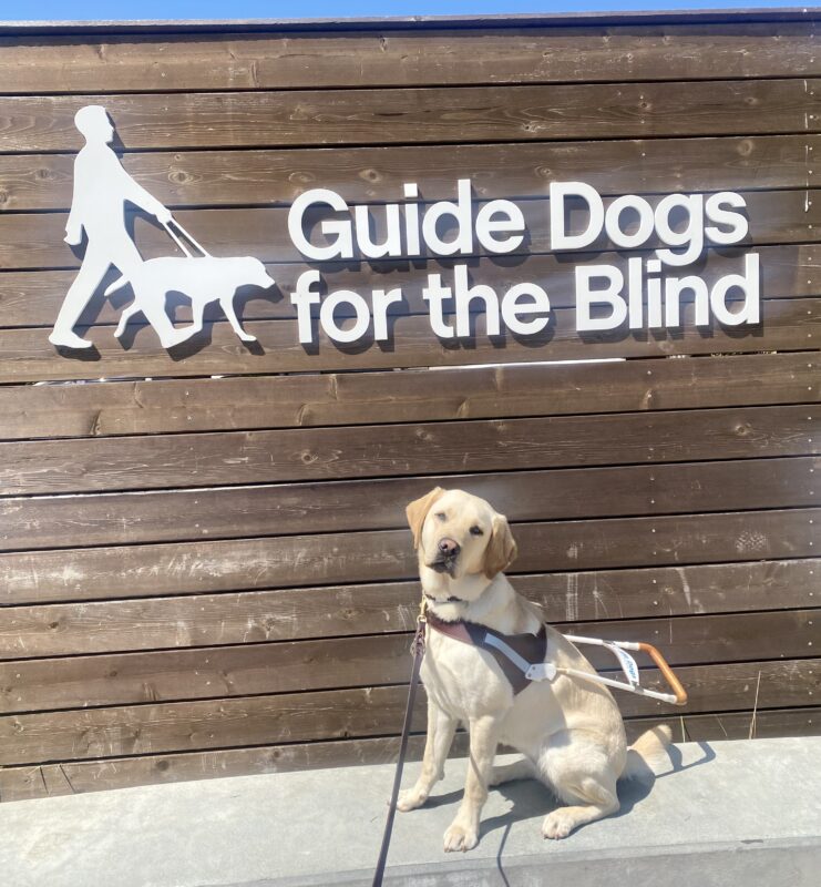 Belen is wearing her GDB harness while sitting on a cement wall. Behind her is a wooden sign with GDB's name and logo.