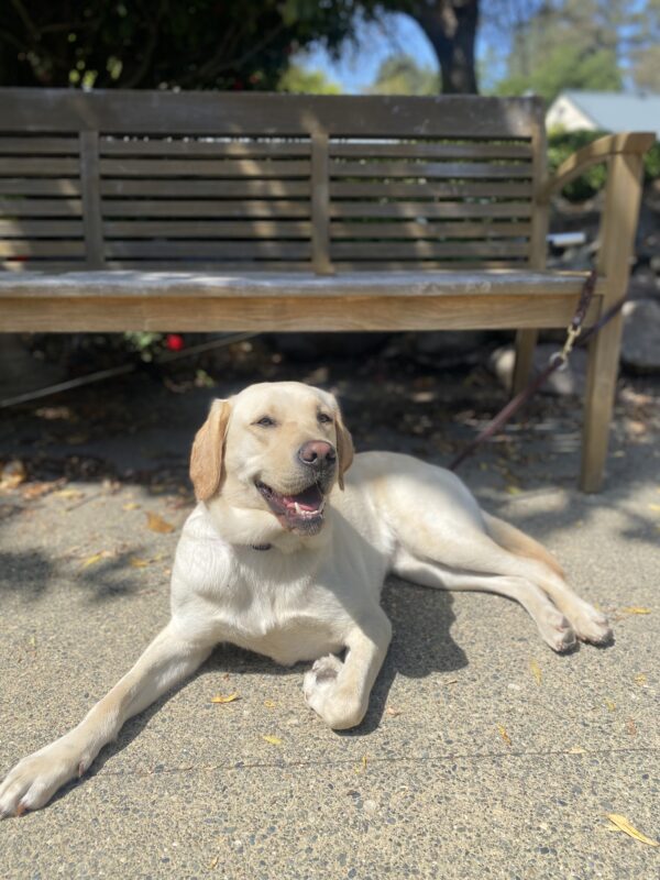 Belen is laying on cement looking at the camera with her mouth open as if smiling, looking relaxed. Behind her is a wooden bench.