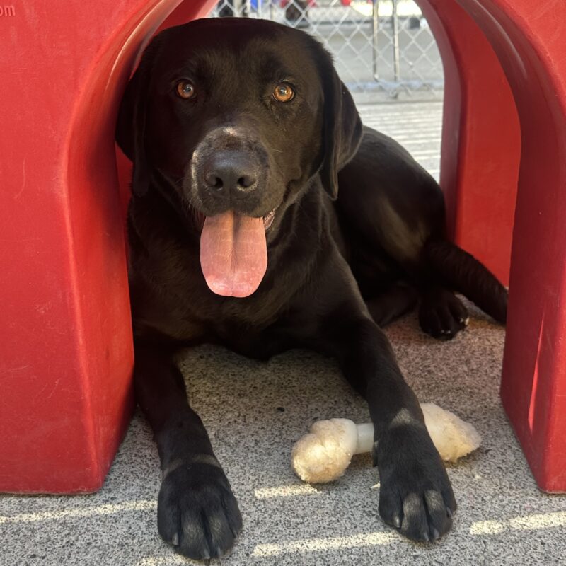 Close up shot of Bondi laying under a play structure. She has her left paw laying over a bone and her tongue is hanging out as she makes direct eye contact with the camera.