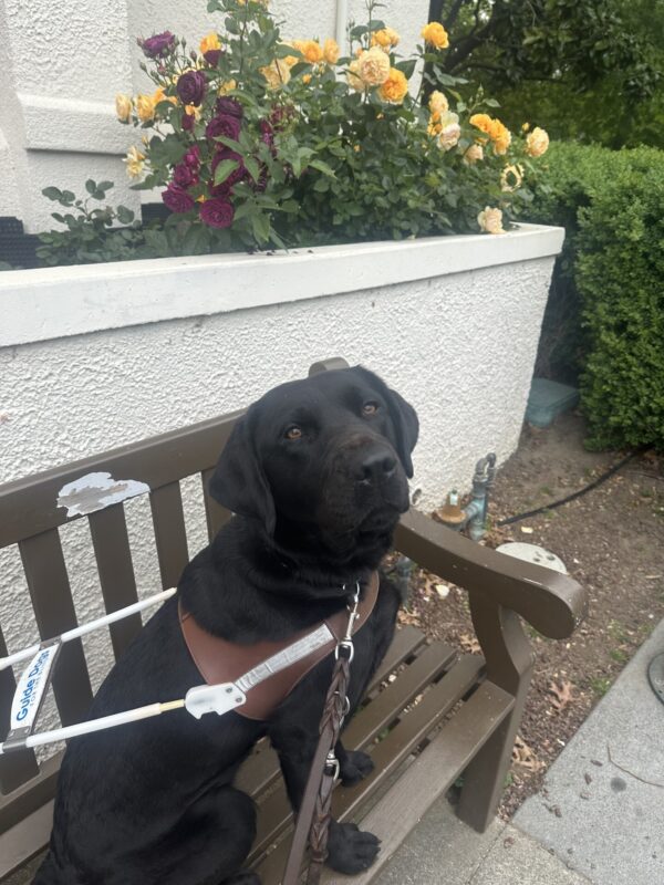 Bondi in harness, perched on a bench in front of a white wall with some yellow and purple roses coming out from behind it. She is looking up and slightly over her right shoulder at the kibble being held behind the camera.