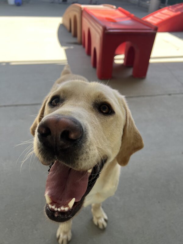 Bramble is in the community run area of the kennels. He is looking up at the camera with his mouth open. In the background are large plastic play structures.
