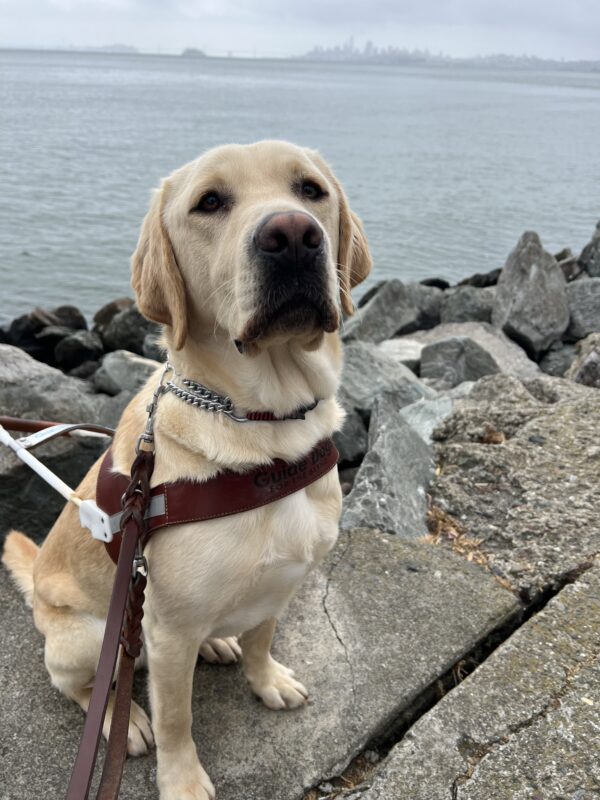Bramble is sitting on the sidewalk in his guide dog harness. He is looking into the camera with a serious expression. In the background is the San Francisco Bay and the city skyline. The sky is overcast.