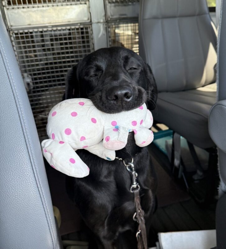 Capella sits in the training van next to the back seat holding a white and pink elephant stuffy toy in her mouth. She is squinting at the camera. The van crates are behind her.