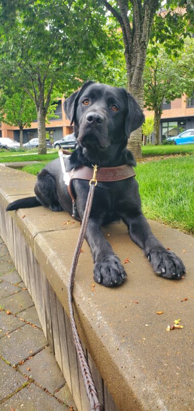 <p>Channing, a black lab, lays on a low brick wall in his harness. He is looking directly at the camera and has his head slightly tilted. Behind him you can see grass, trees, and buildings.</p>