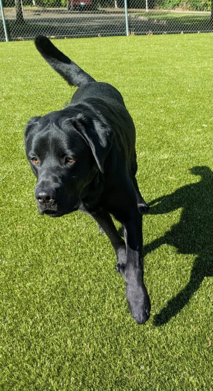 Channing, runs across a large fenced in grass turf area. His body is slightly tilted as he makes a right turn and his tail is straight up behind him.