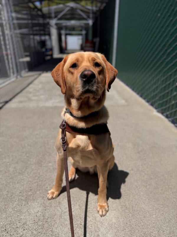 Churro sits in harness as he looks directly into the camera. He has a serious, focused look on his face as he stares at the camera.