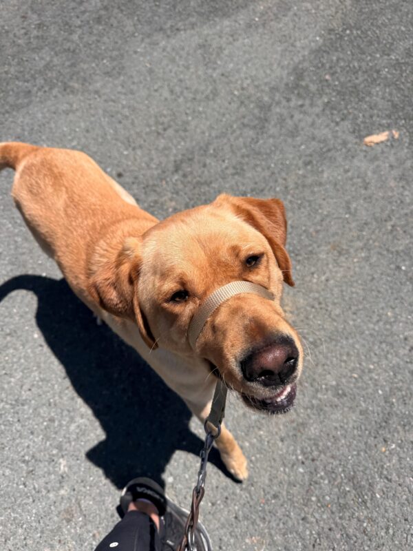 Churro wearing a gentle leader as he enjoys his leisurely walk around GDB's campus.