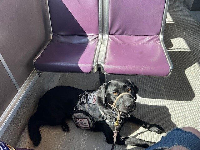 Black Lab Cinder laying on the floor on the Max Train in front of a set of purple seats.