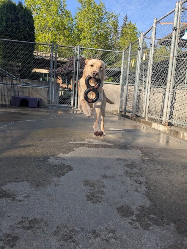 Danby is running at the camera with a rubber figure 8 toy in his mouth. All of his feet are off the ground and his ears are flopped backwards.