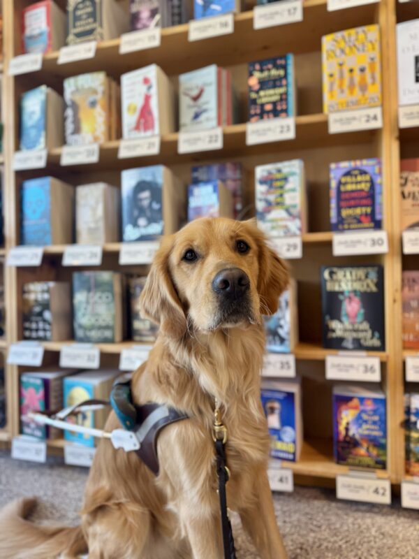 Yellow cross, Dax, sits in front of a display of books at Powell's book store. He is wearing his harness and looking into the camera seriously.