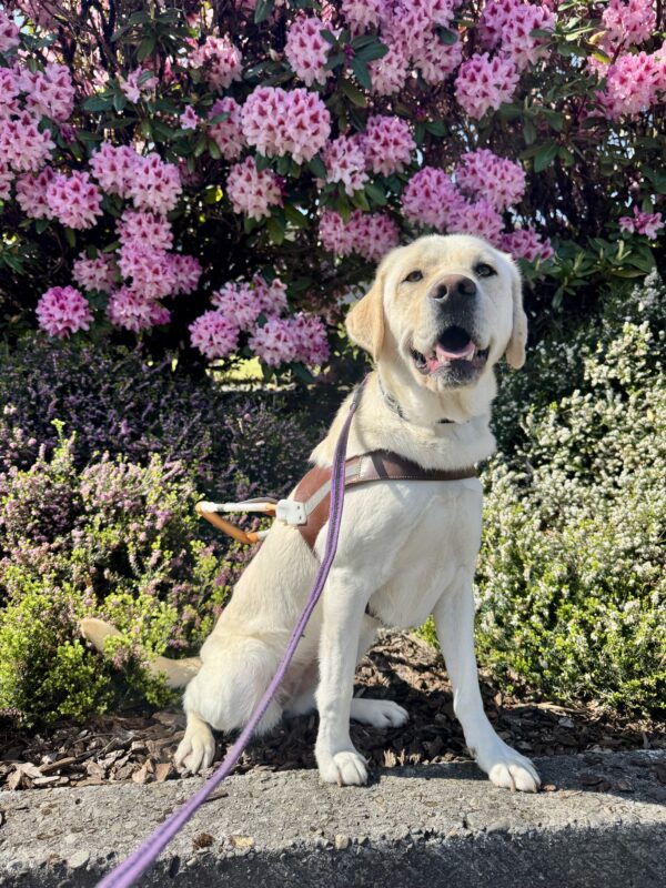 Daya sits in harness smiling in front of a rhododendron bush with large, bright pink flowers.