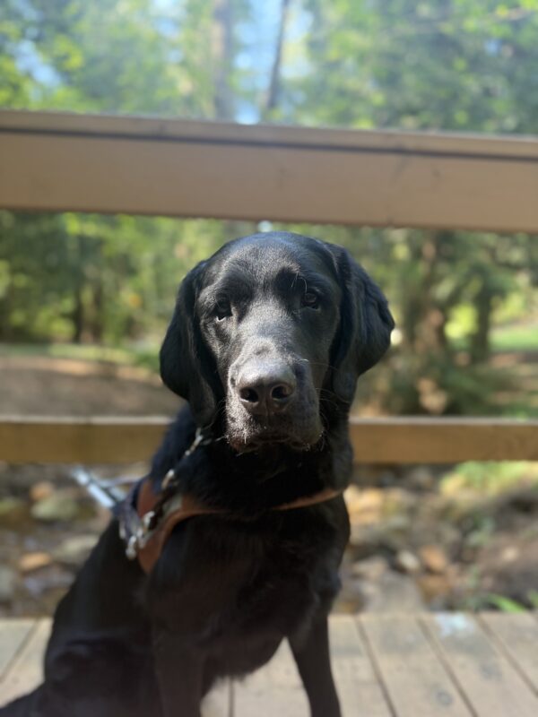 Flax poses on a bridge. He is wearing his guide dog harness.