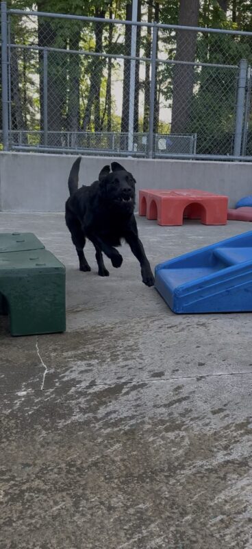 Flax plays in community run. His ears are up in the air and his mouth is open.