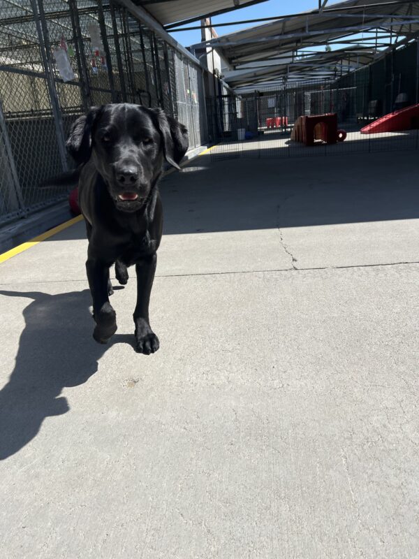 Florissa is running towards the camera with a soft expression. She is playing in the community run area. In the background there are play structures and a jollyball.