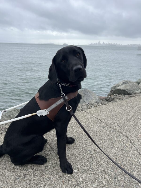 Florissa is sitting on the sidewalk wearing her GDB harness. She is looking over her shoulder to the camera. In the background is the San Francisco Bay and the city skyline. The sky is overcast.