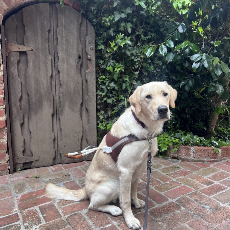 Founder is wearing his harness and looking up at the camera with a focused expression on his face. He is sitting on a red brick floor in front of a wooden door and a large green tree.