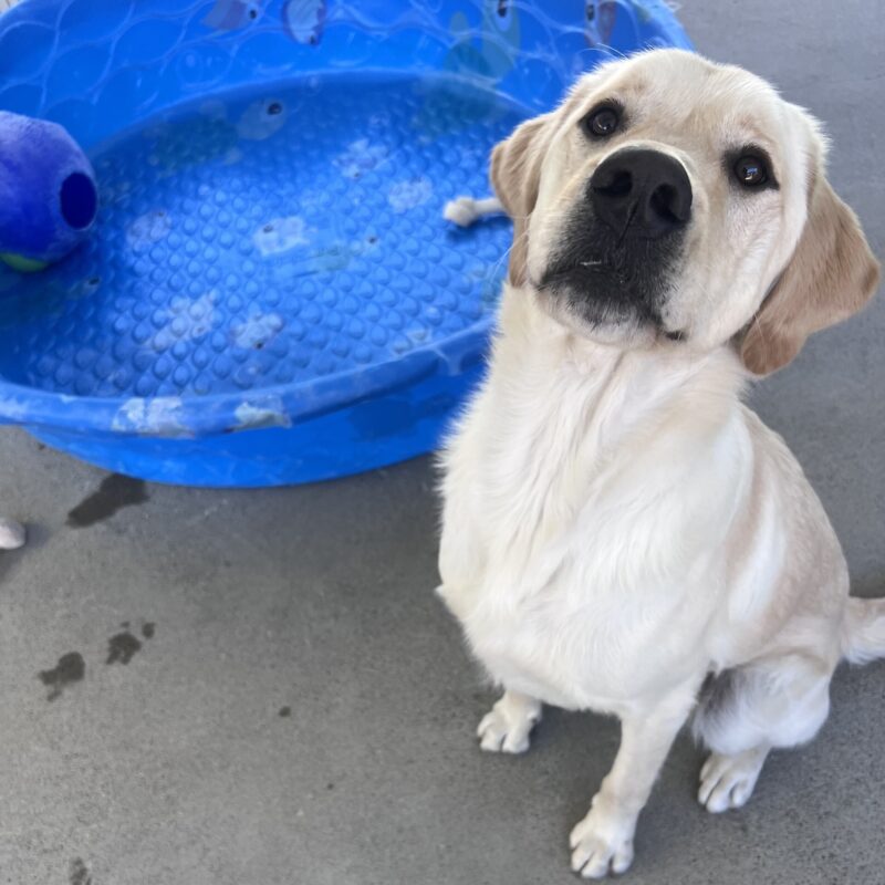 Founder is sitting next to a blue kiddie pool in community run. He is looking up at the camera with the perfect puppy-eyes.