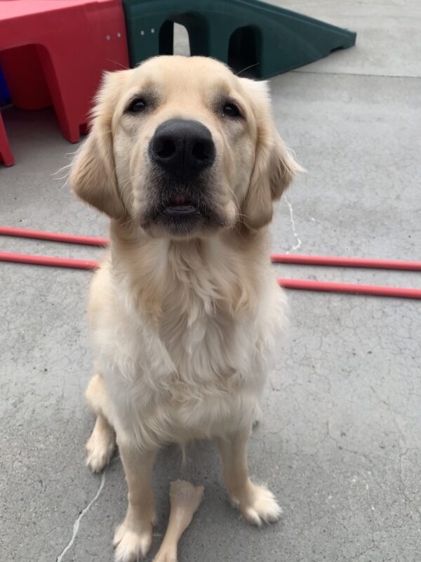 Male longhaired golden/ yellow lab cross