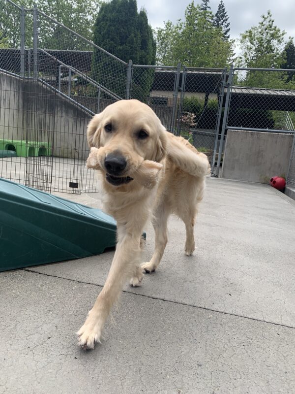 Male longhaired golden/ yellow lab cross
