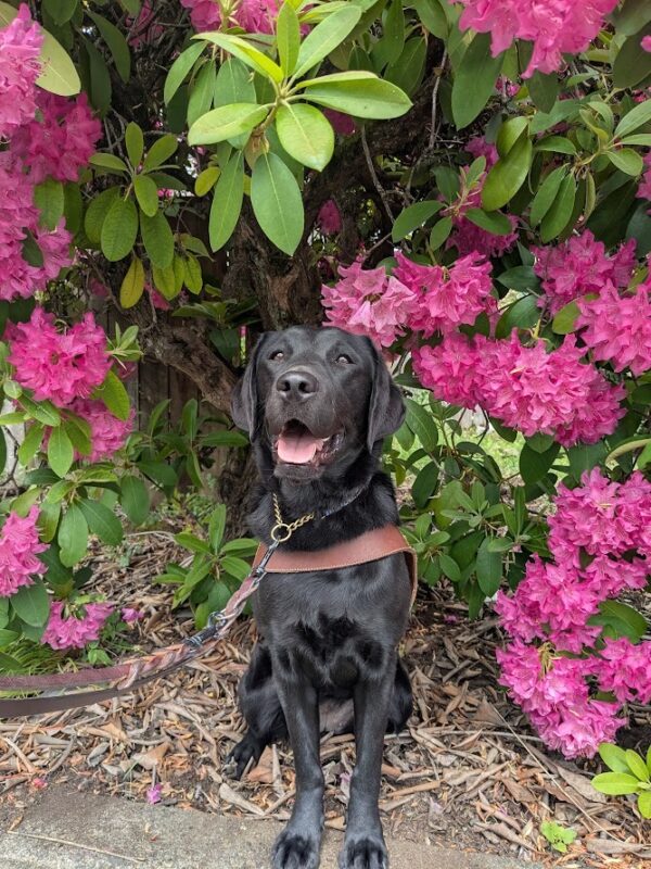 Janika sits in harness in front of a rhododendron bush with hot pink flowers. She is looking at the camera and has her tongue out a little.