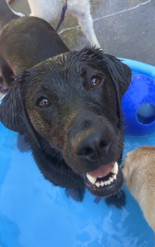 Janika stands in a blue kiddie pool and is looking up at the camera. Her face is a little damp from the Community Run pool party!
