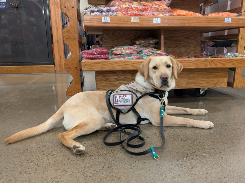 Yellow Lab Jordana laying on a shiny concrete floor in front of a shelf full of bagged candies.