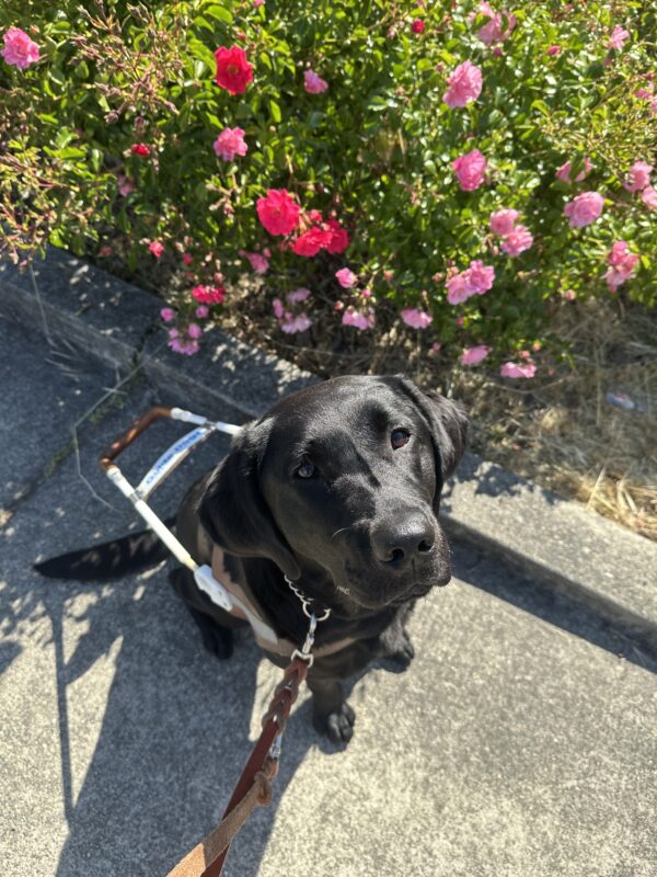 Jory is in harness sitting in front of light and dark pink roses. She is looking straight up at the camera.