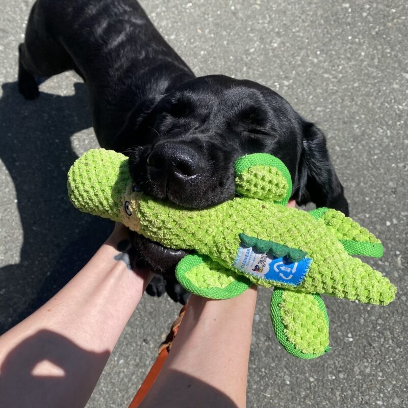 Jory is holding a alligator stuffed toy in her mouth. She is resting her chin in her handler's hands and she has eyes closed with her face pointed upwards.
