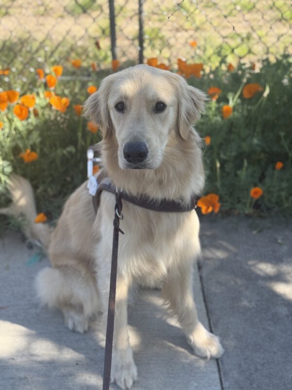 Male Golden Retriever/Labrador Retriever cross, Kahu, sits in front of a row of orange poppy flowers. He is looking at the camera and wearing his harness.