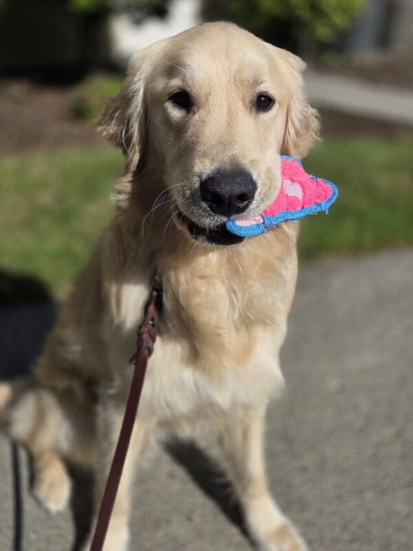 Kahu sits holding a pink and blue pig stuffy toy in his mouth. He is looking at the camera and there is grass in the background.
