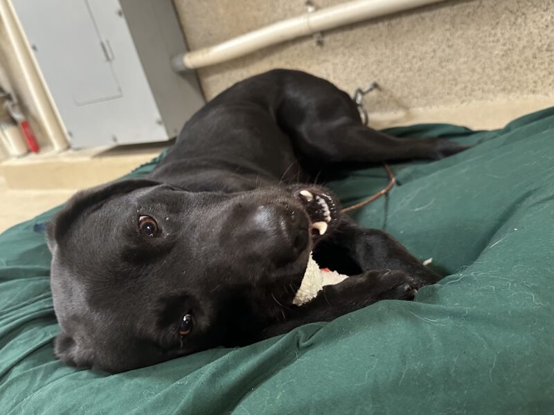 Kaiden is laying on his side on a green bed located inside the kennels. He is actively chewing a bone that is being held between his front paws and he looking down past the camera.