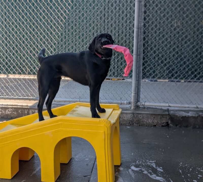 Kingsley stands atop a yellow play structure in community run. He is looking at the camera with a pink soft toy in his mouth with a sweet, happy look on his face.