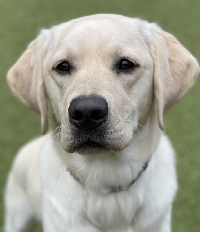 A close up of Lira looking at the camera. Her head is in focus and her body is slightly blurred with a green background