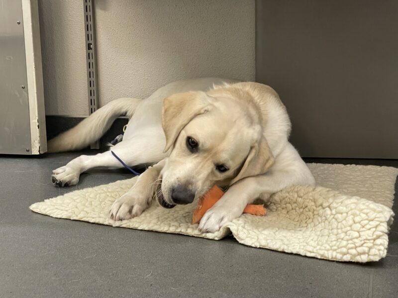 Lira is laying down on a fleece chewing an orange nylabone, She is on tiedown under a desk facing the camera
