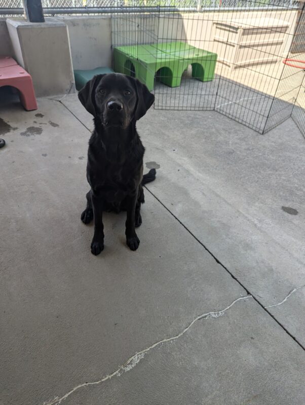 Luke is looking at the camera while sitting in the community run area with brightly colored dog playground equipment in the background.