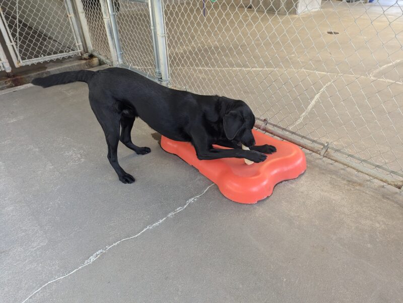 Luke is happily chewing on a bone with the front half of his body resting on a bright red piece of play equipment and the back half on the concrete.