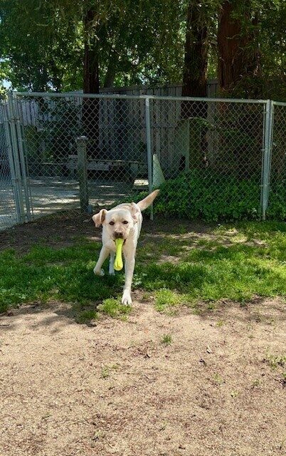 Lynx is trotting towards the camera with a bright green rubber Hurley bone hanging out of his mouth. His ears are up in mid-bounce and there is a fence and trees behind him.