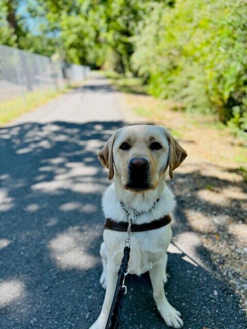 Lynx is sitting and facing the camera wearing his guide dog harness. He is on a bike path that continues behind him, lined with trees and bushes on one side and a metal fence on the other.