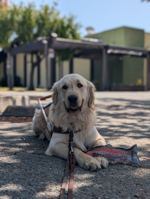 Mariner lays down in harness looking straight at the camera. He has a big smile on his face and a fish toy at his feet.