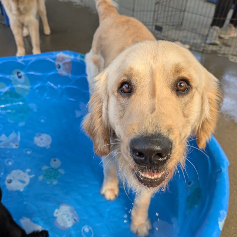 Mariner stands in a blue kiddie pool in community run. He looks at the camera with a smile and some water dripping down his chin.